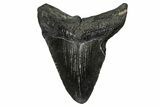 Bargain, , Fossil Megalodon Tooth - Georgia #338771-1